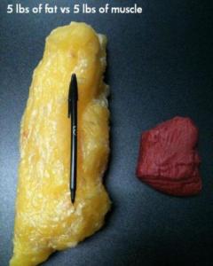 fat vs muscle